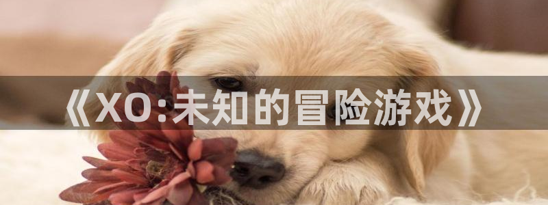 杏鑫总代